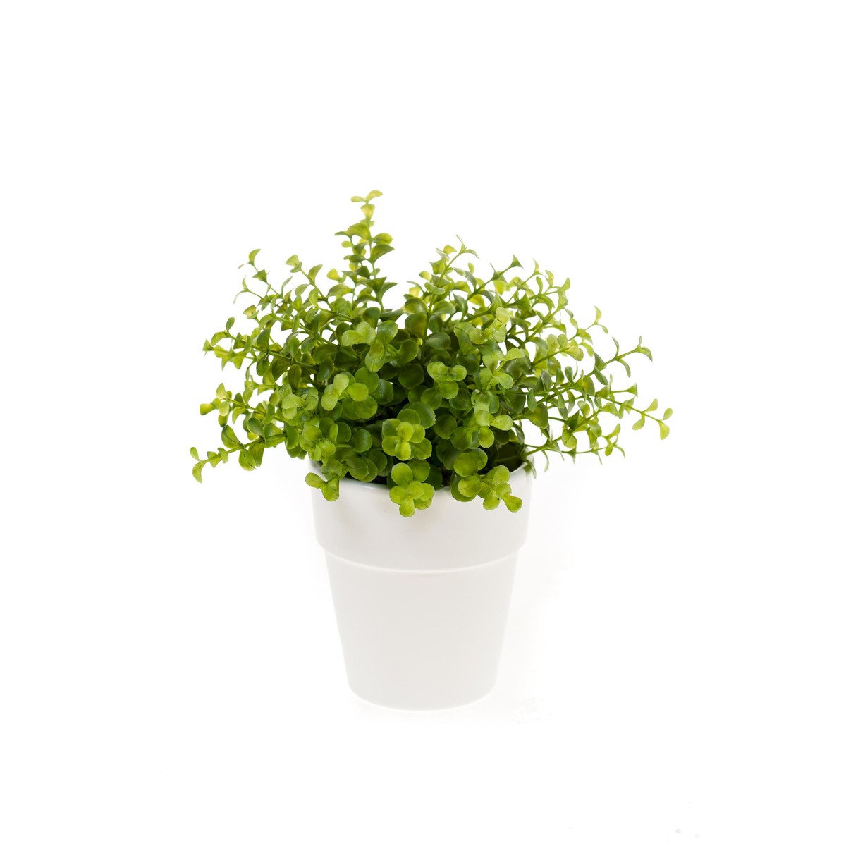 Schilliger Sélection  Eucalyptus en pot blanc artificiel  22cm