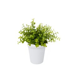 Schilliger Sélection  Eucalyptus en pot blanc artificiel  22cm