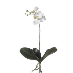 Schilliger Sélection  Phalaenopsis avec feuille sans pot artificiel Blanc 45cm