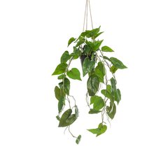 Schilliger Sélection  Philodendron scandens à suspendre artificiel  80cm