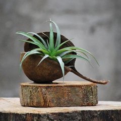   Tillandsia 'Wood Buddha Tilly'  25