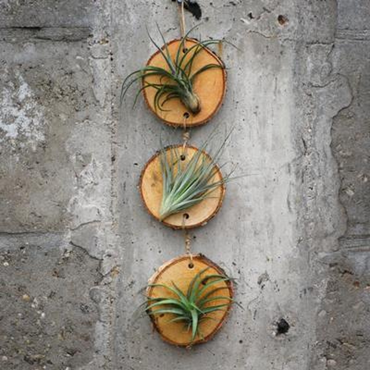   Tillandsia 'Pendant Nature Tilly'  30