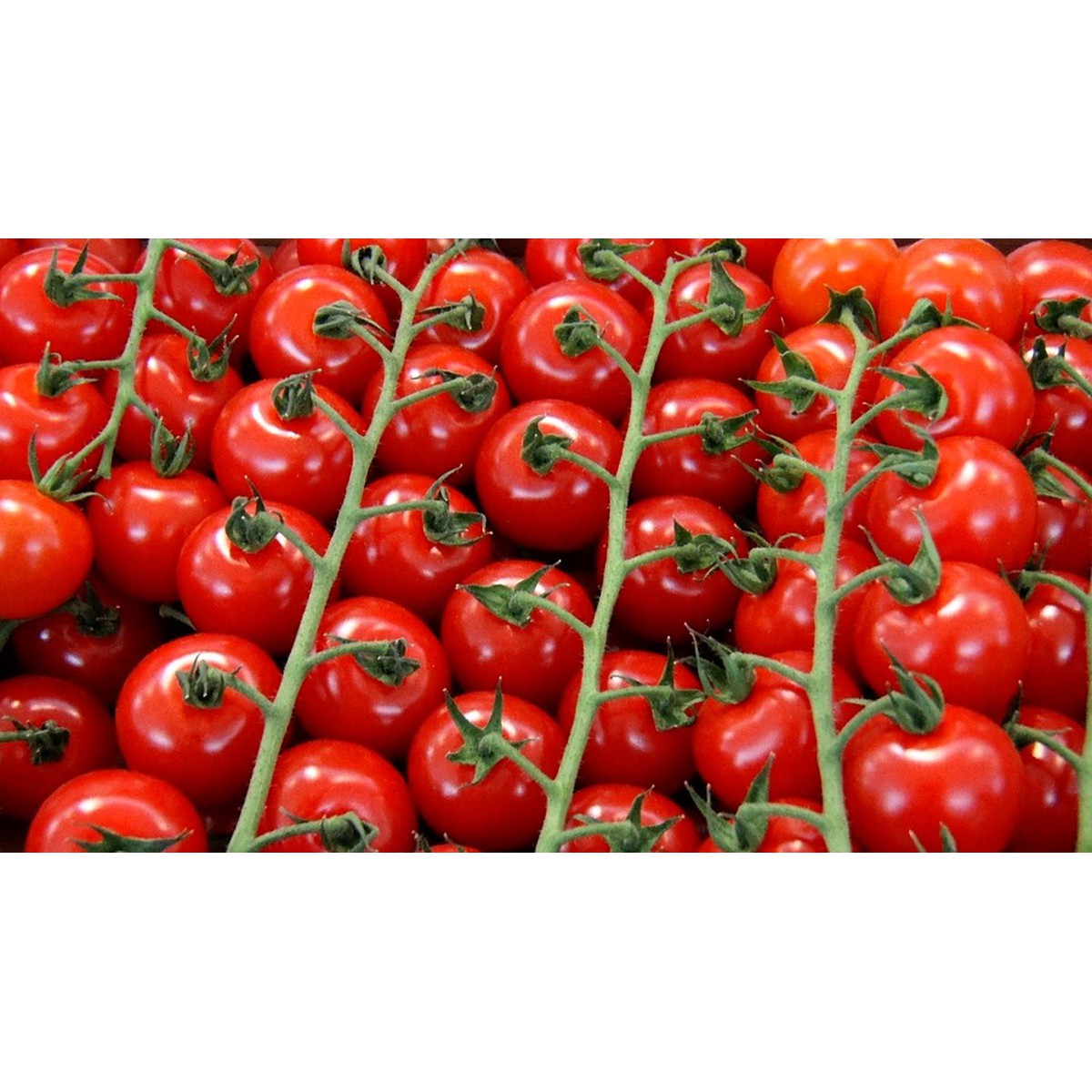 Семена томатов чери