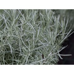 Schilliger Production  Helichrysum italicum 'Tall'  Pot de 13 cm