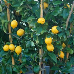   Citrus limon  C20 1/4Tige hauteur 80/100 cm