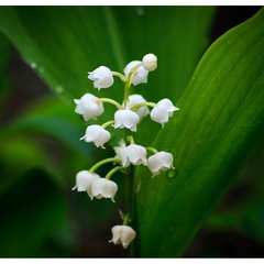   Muguet porte-bonheur  Pot10.5cm