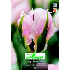   Tulipe 'China Town' 10 bulbe  12/