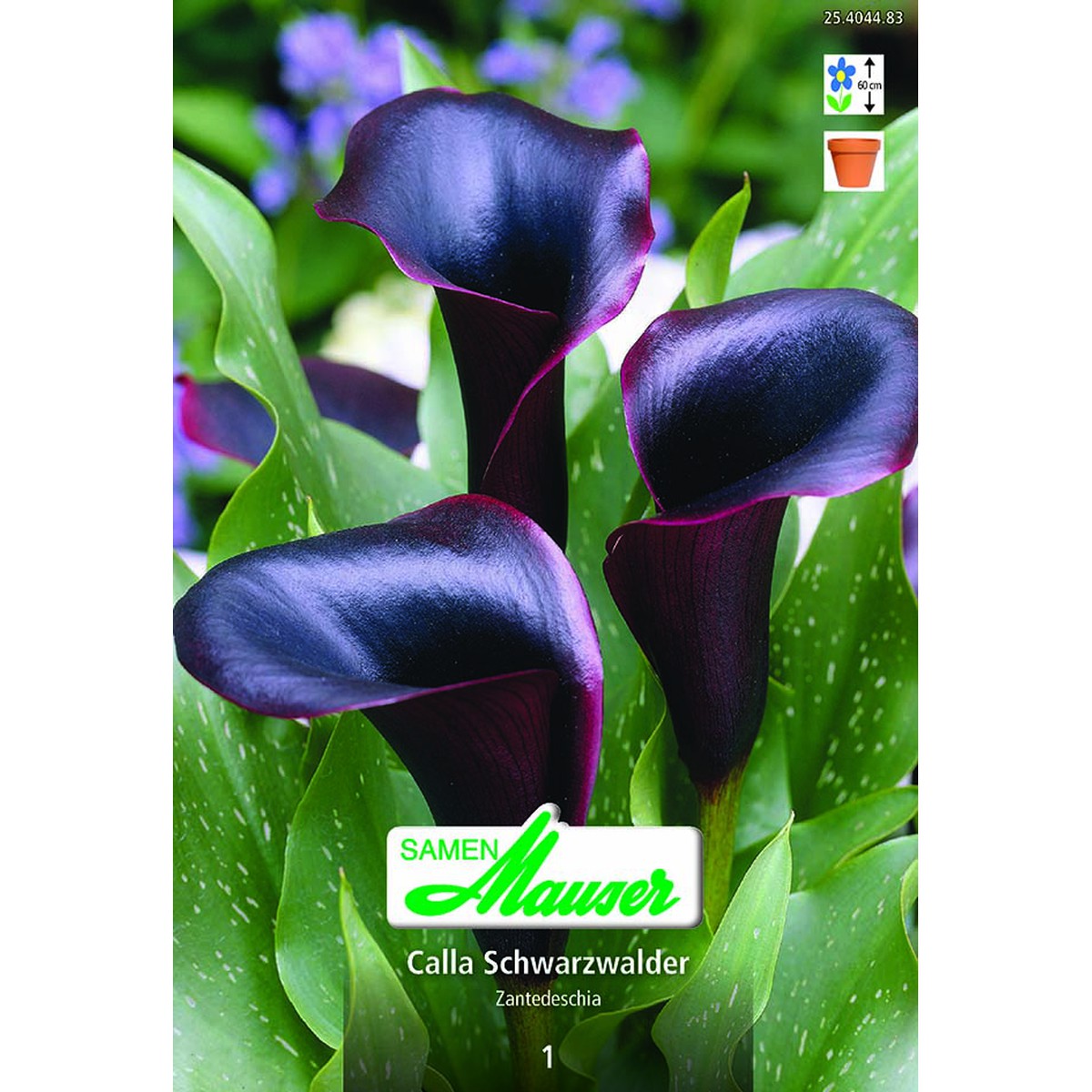   Calla Schwarzwalder  