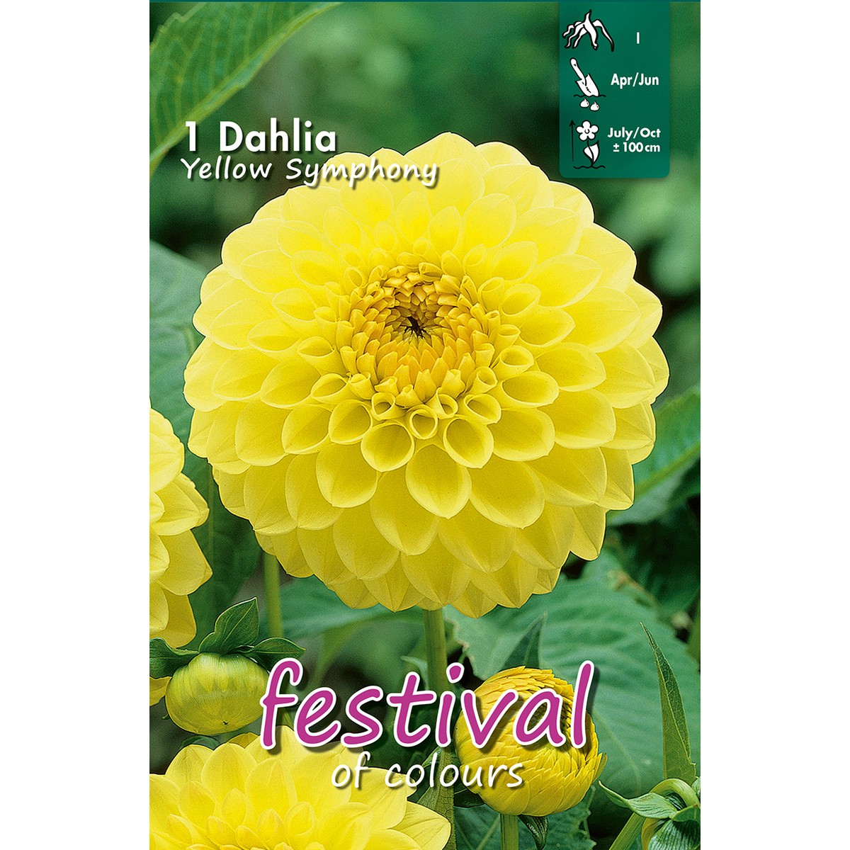   Dahlia Boules YELLOW SYMPHONY  