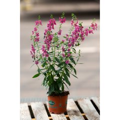 Schilliger Production  Angelonia gardneri  Pot de 12 cm