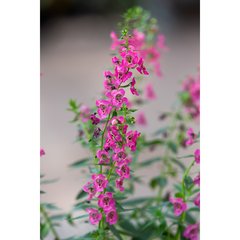 Schilliger Production  Angelonia gardneri  Pot de 12 cm