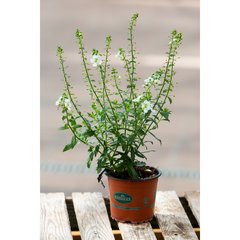 Schilliger Production  Angelonia gardneri  Pot de 12 cm