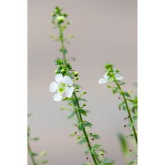 Schilliger Production  Angelonia gardneri  Pot de 12 cm