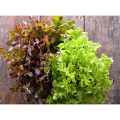   Salade Batavia verte et rouge  bacs de 6