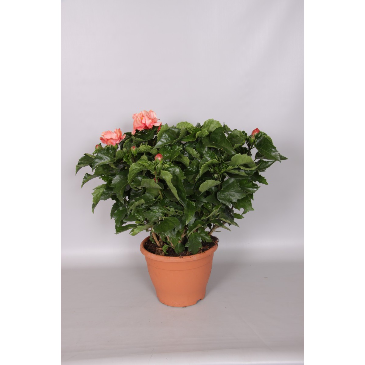  Hibiscus rosa-sinensis  Pot 26 cm