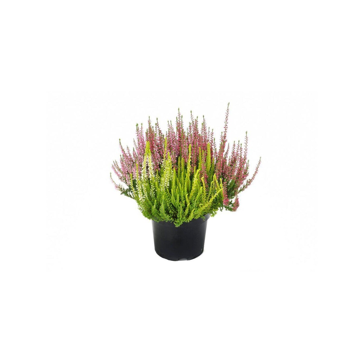   Calluna vulgaris 'Beauty Ladies' TRIO  P17 déco Tricolor