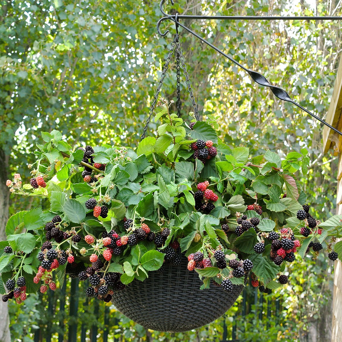   Rubus 'Black Cascade'  Suspension 23 cm