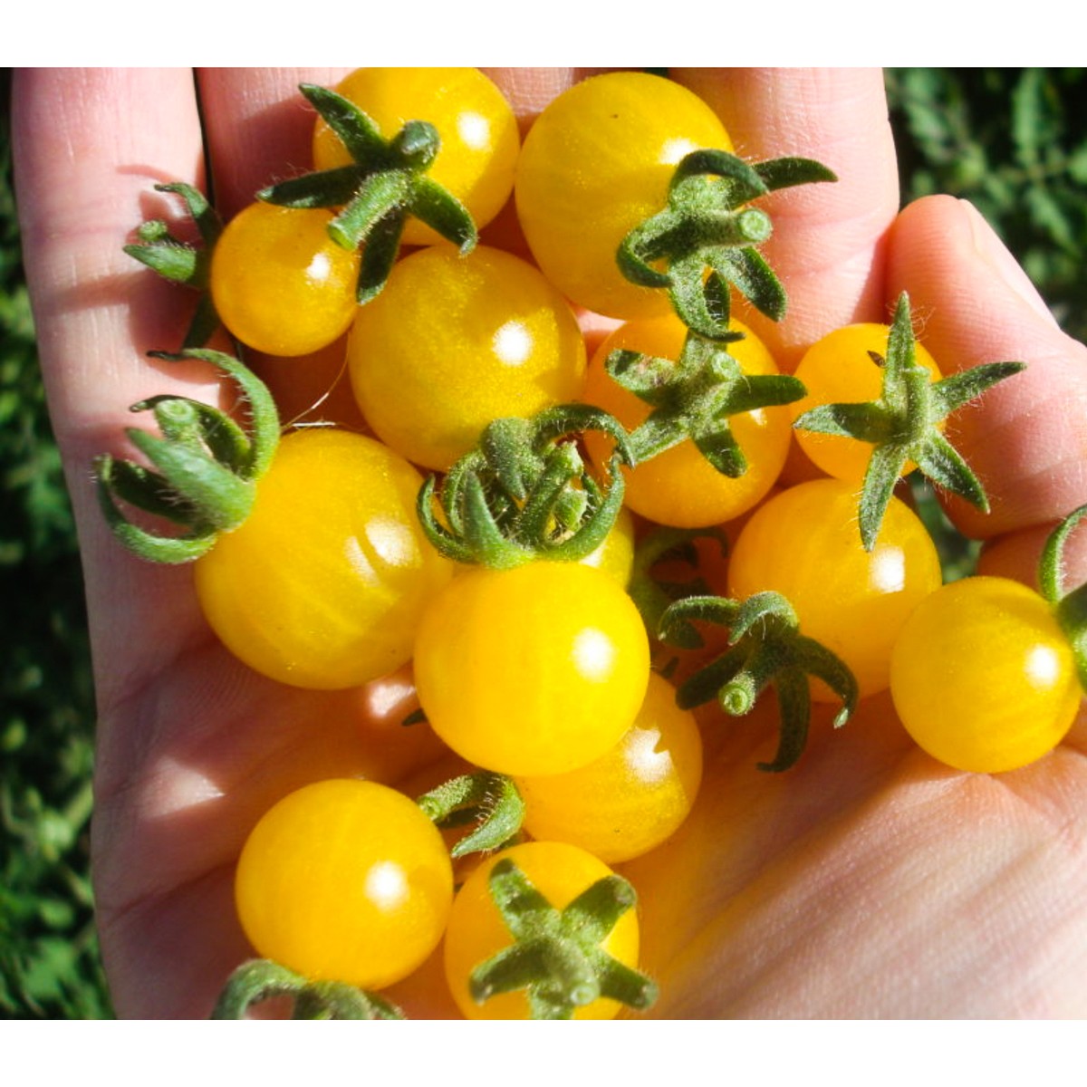 Schilliger Production  Tomate greffée 'Solena Jaune'  Pot de 12 cm