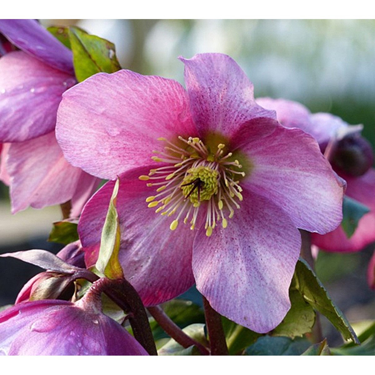   Helleborus 'Madame Lemonnier'  17 cm terre cuite