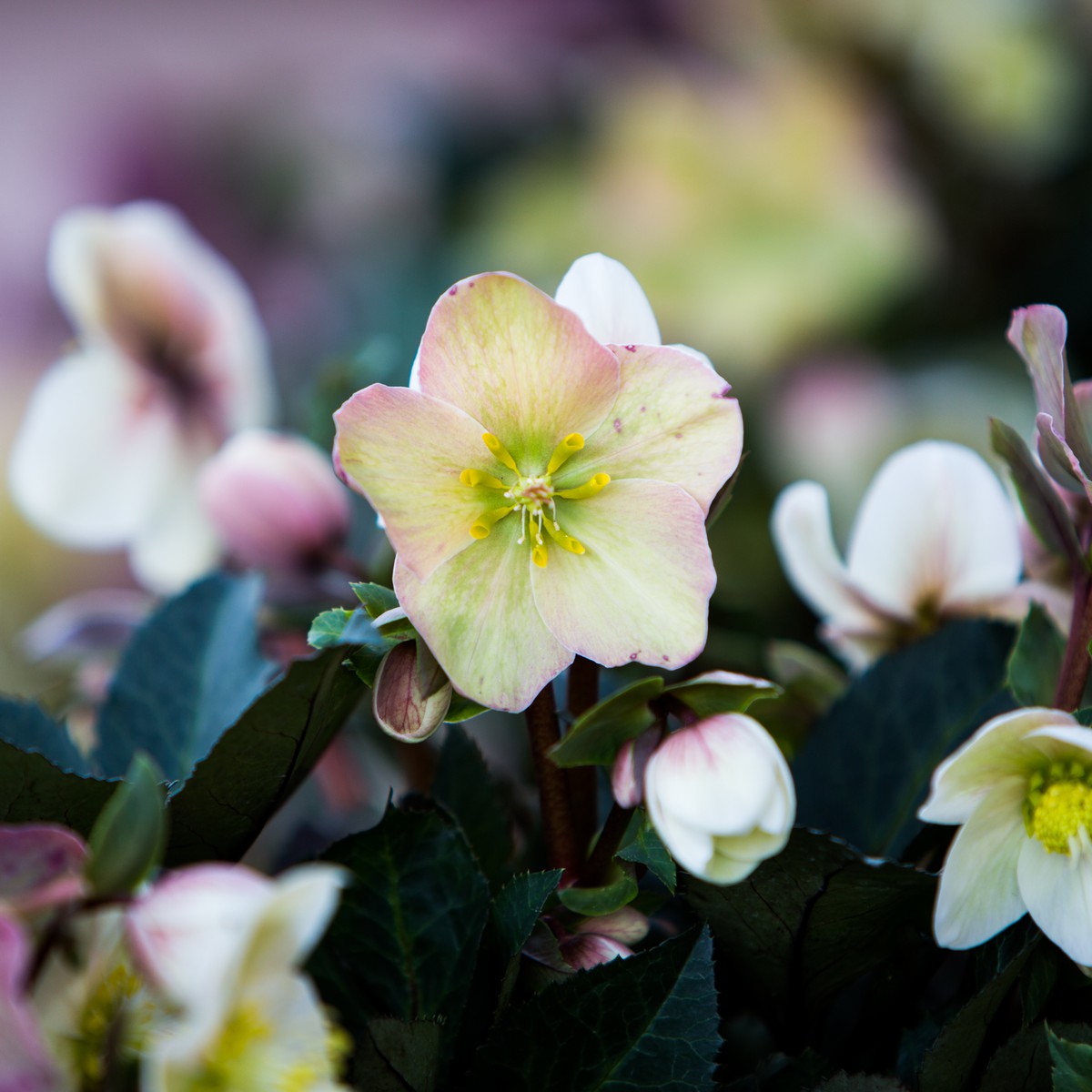 Production Suisse  Helleborus hybrides  Panier carré 15 cm