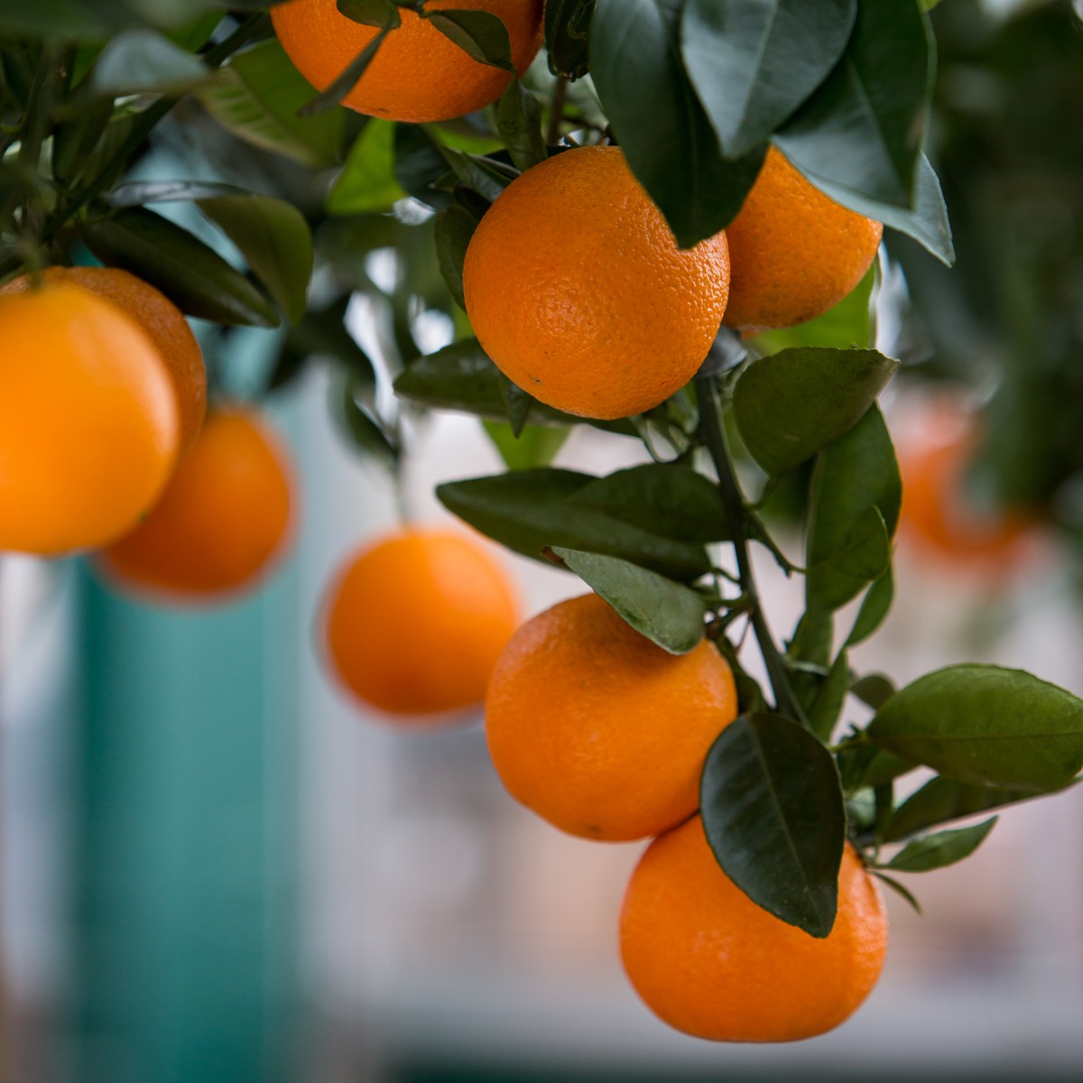  Citrus  sinensis Pot  35 cm tige Schilliger