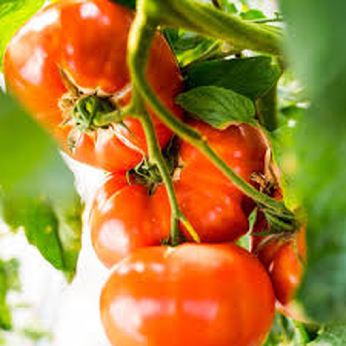 Schilliger Production  Tomate greffée 'Maxi Red'  Pot de 12 cm