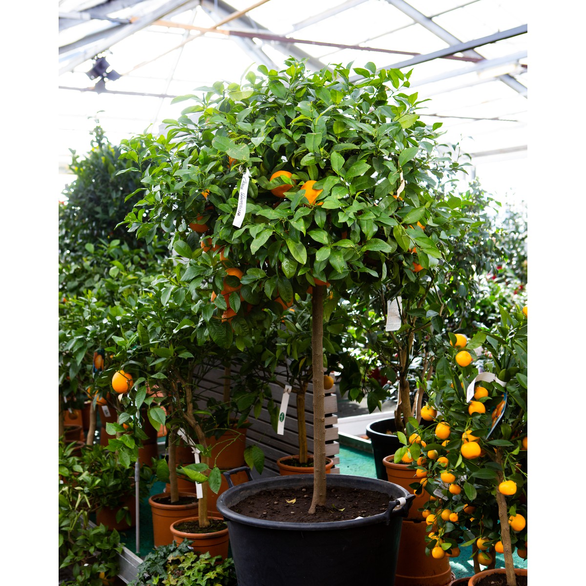   Citrus volkameriana  Pot 60 cm