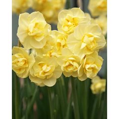   Narcissus 'Yellow'  100 bulbes / filet