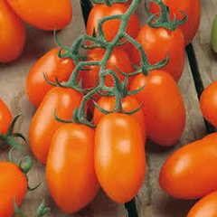 Schilliger Production  Tomate greffée 'Mirado Orange'  Pot de 12 cm