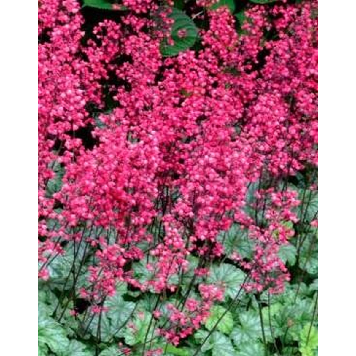 Schilliger Production  Heuchera 'Paris'  Pot de 13 cm