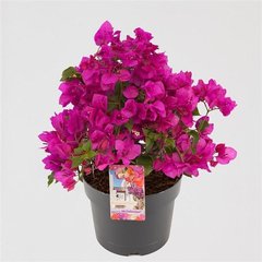   Bougainvillea  Pot 18 cm Touffe