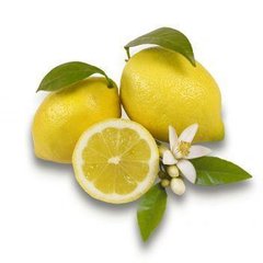   Citrus limon  Pot 25 cm buisson