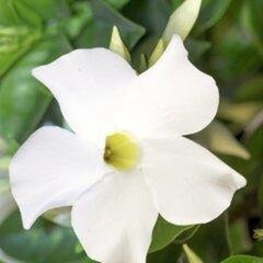   Dipladenia 'Summerstar White'  Pot 11 cm