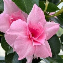   Dipladenia 'Diamantina Double'  Pot 17 cm Espalier h50