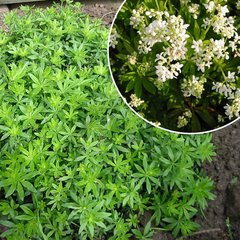   Galium odoratum  Pot 1.5 litres