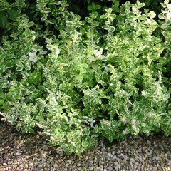   Mentha rotundifolia 'Variegata'  Pot 1.5 litres