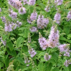   Mentha suaveolens 'Roverchonii'  Pot 1.5 litres