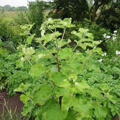   Arctium lappa  Pot 1.5 litres