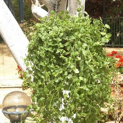   Satureja douglasii  Pot 1.5 litres