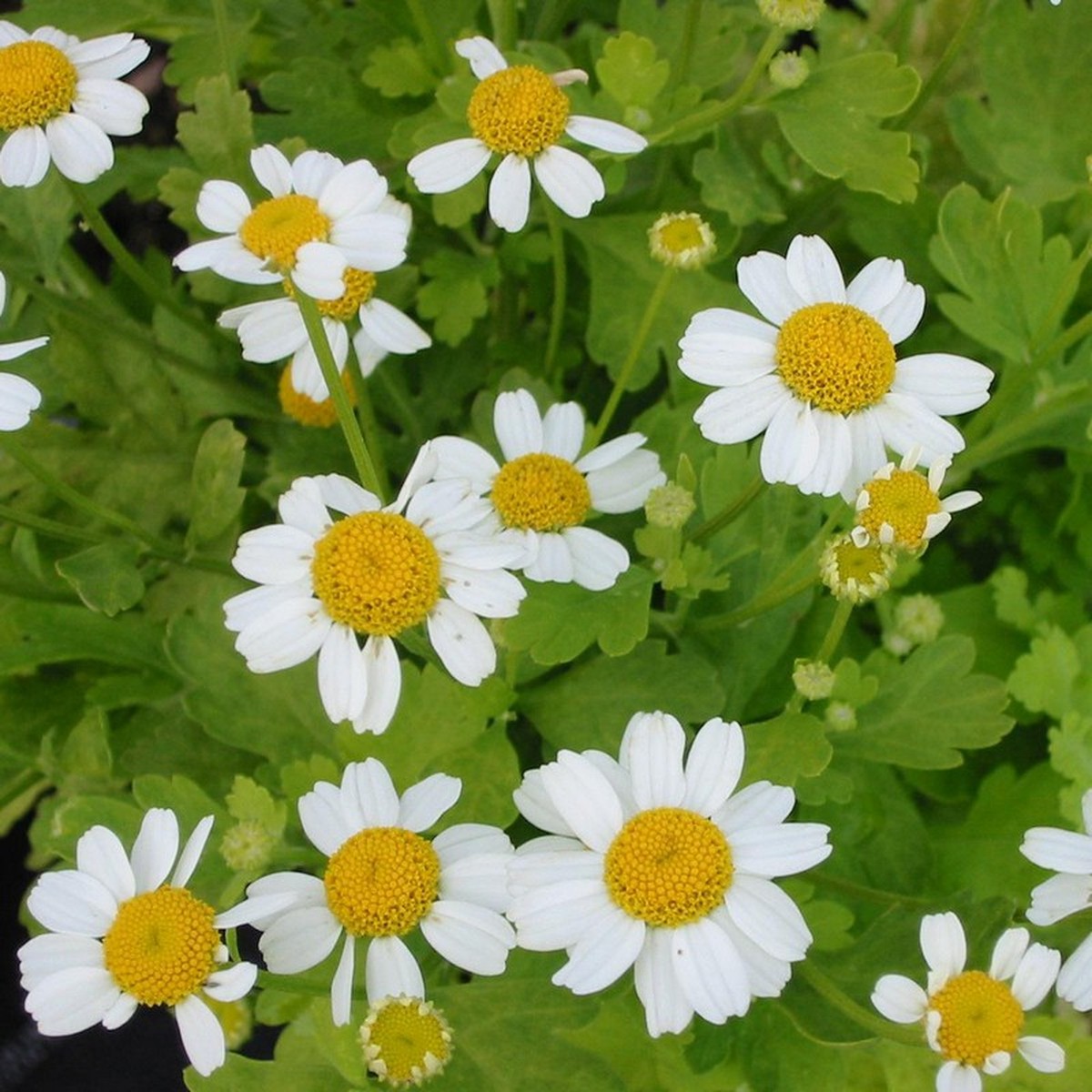   Tanacetum parthenium 'Aureum'  Pot 1.5 litres