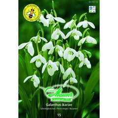   Galanthus ikariae simple 15  