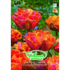   Tulipe CRI Royal Centennial 5  