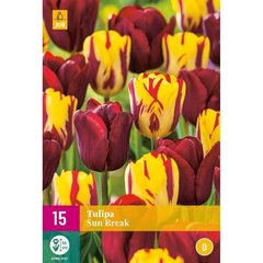   TULIPE SUN BREAK  15 bulbes / sachet