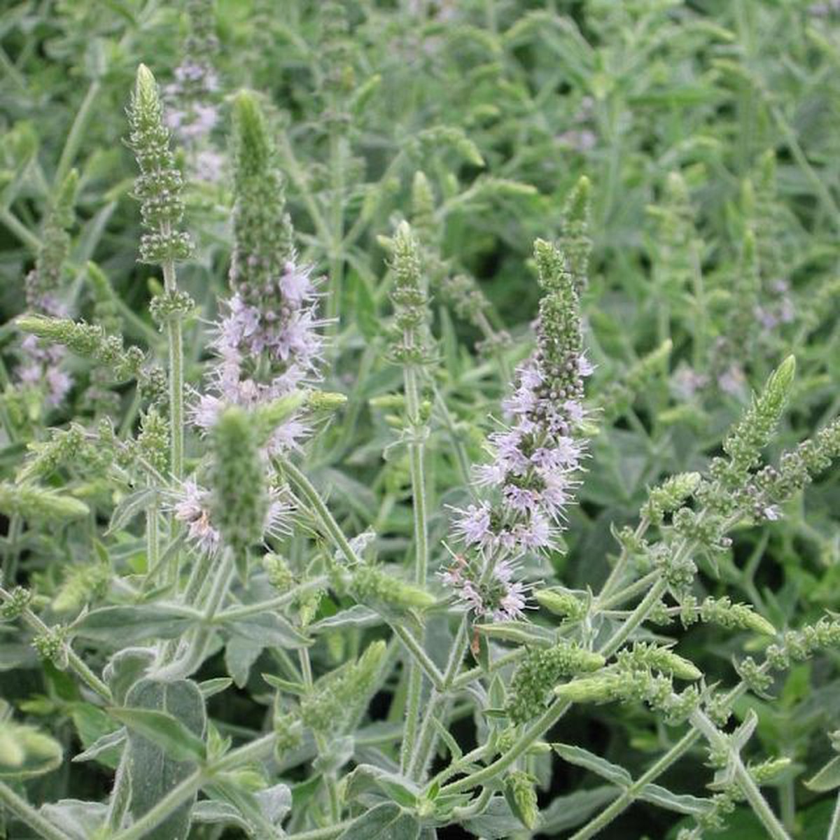   Mentha longifolia  Pot 1.5 litres