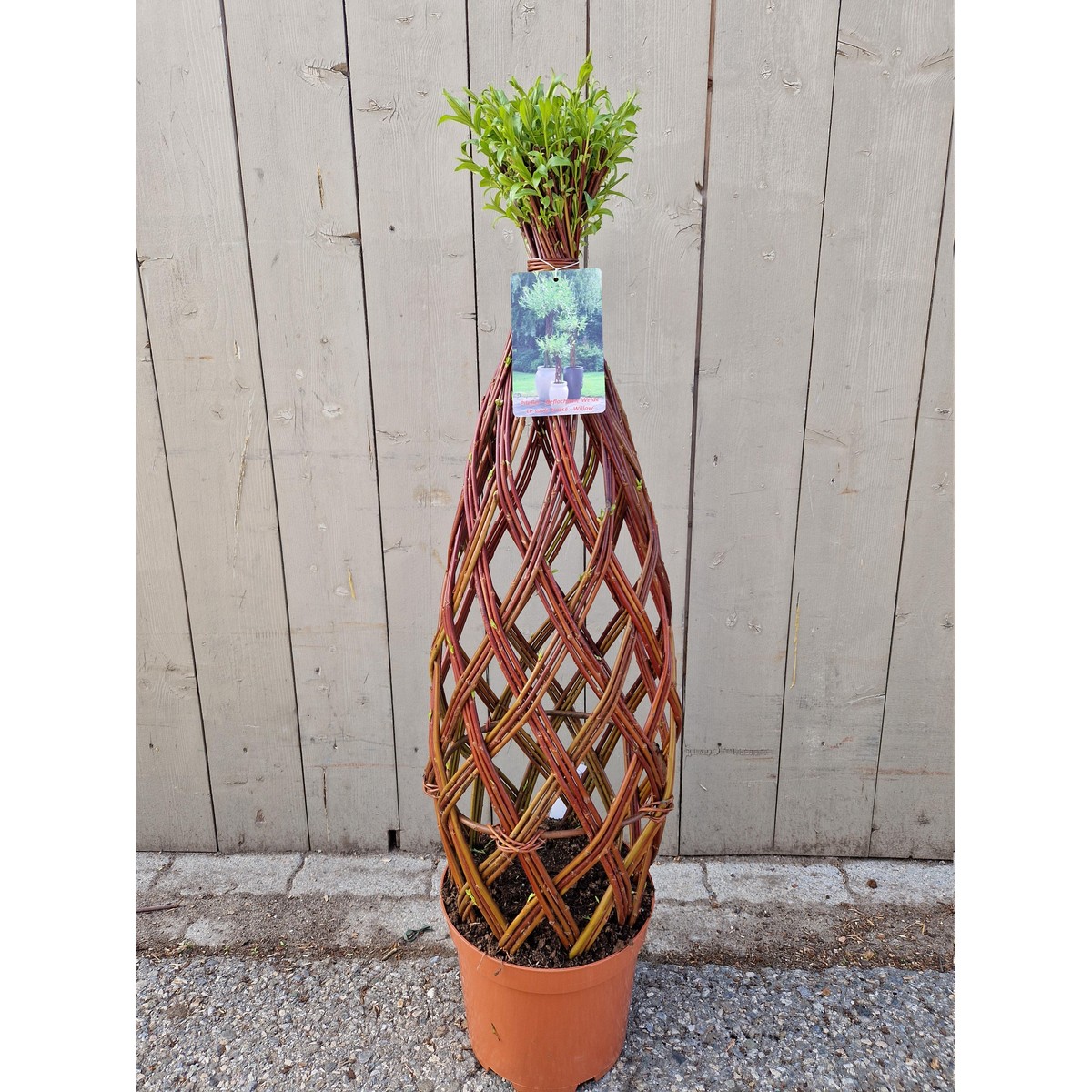   Salix sculpté  Pot 26 cm h.100 cm