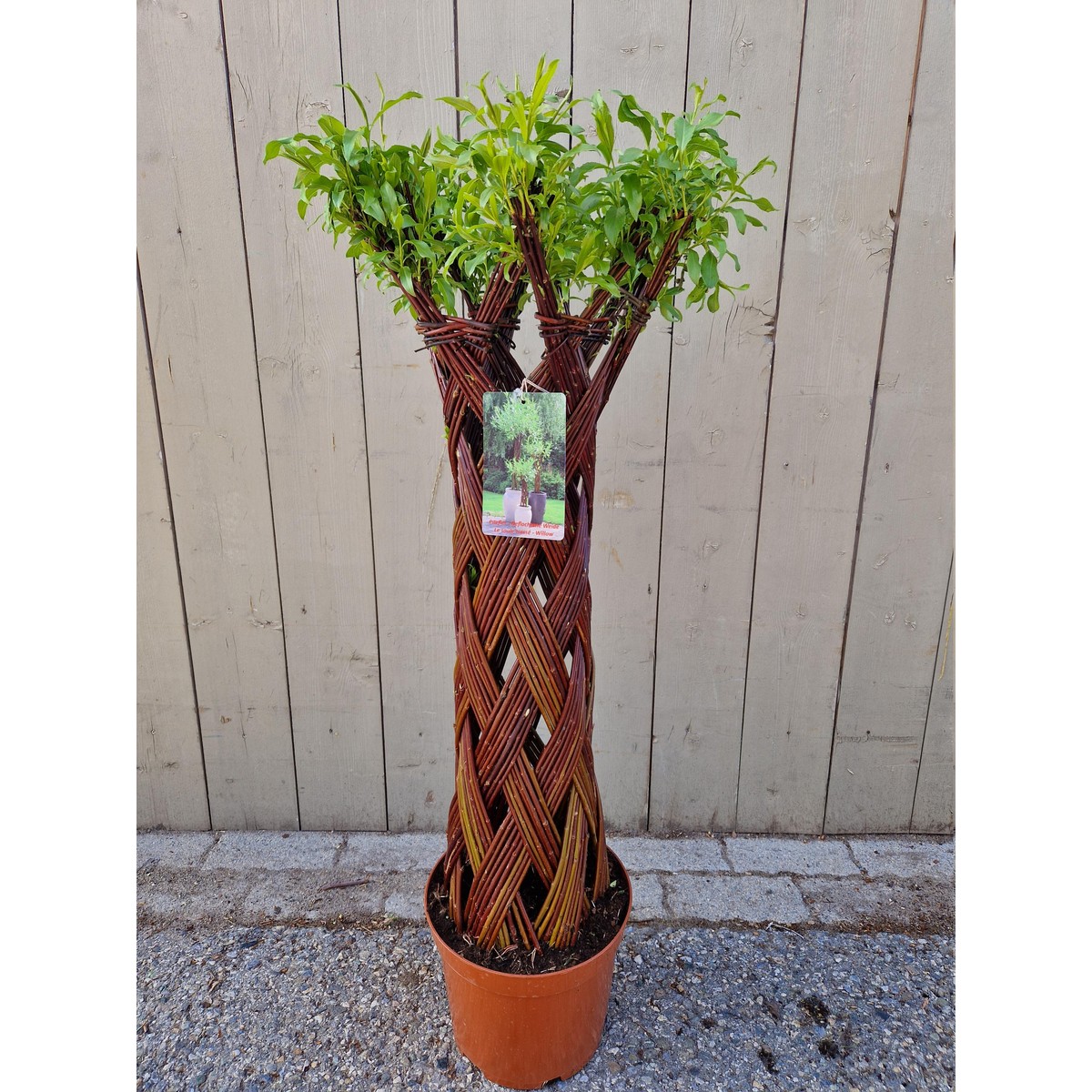   Salix sculpté  Pot 26 cm h.100 cm