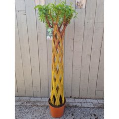   Salix sculpté  Pot 29 cm h.150 cm