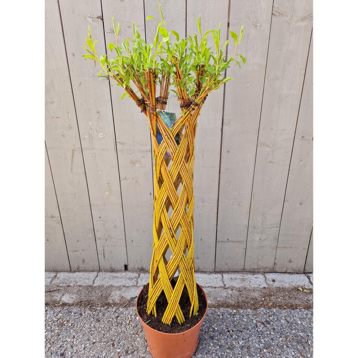   Salix sculpté  Pot 26 cm h.100 cm