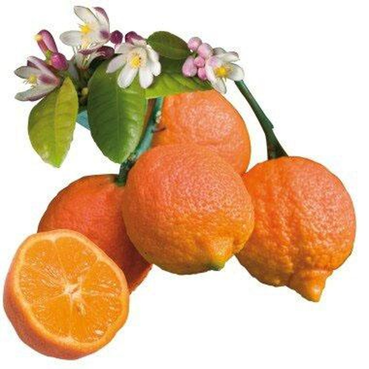   Citrus limonia - Limette rouge  Pot 26 Tige 150/160