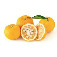   Citrus junos (Yuzu)  Pot 22 Petite tige 125